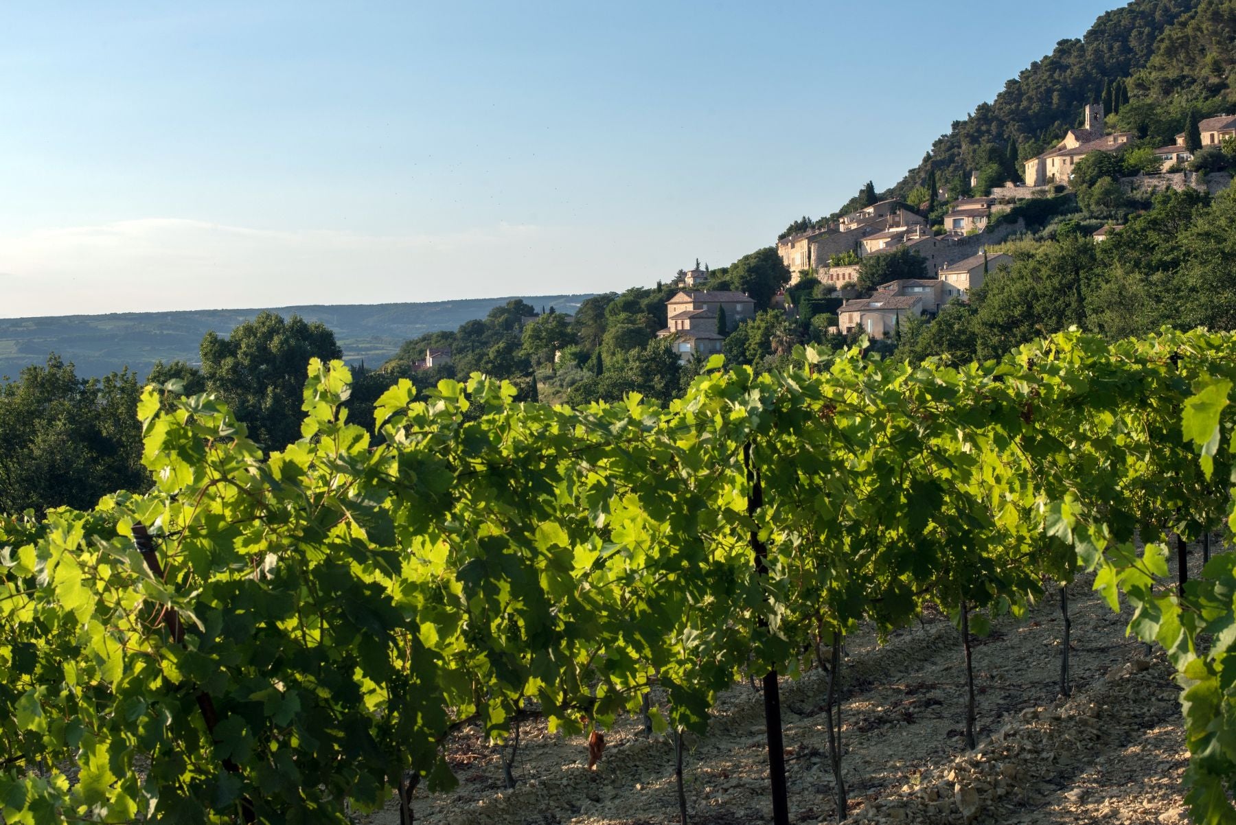 Weinreben am Hang von Séguret-Village