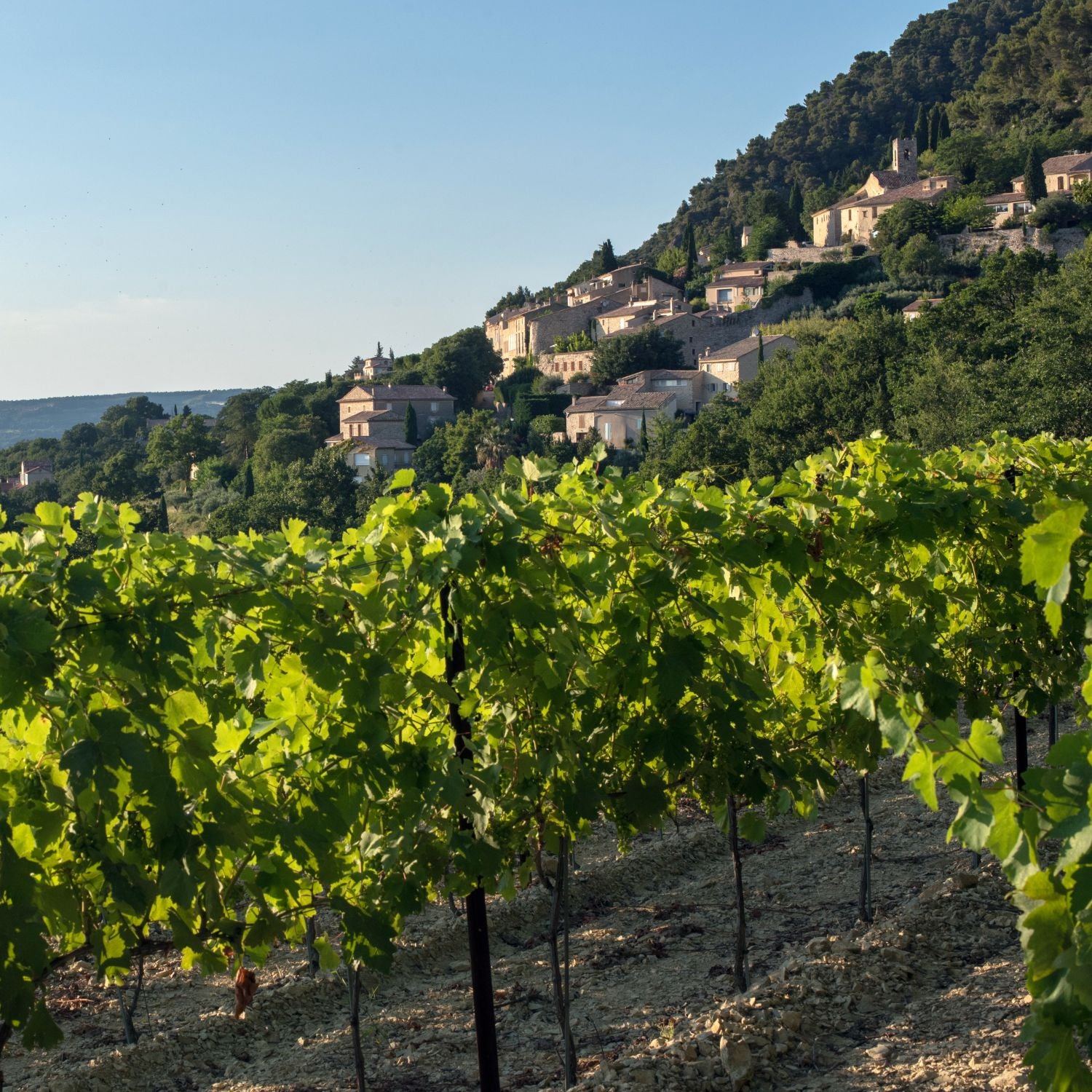 Malerische Weinhänge am Rand des Dorfes Séguret