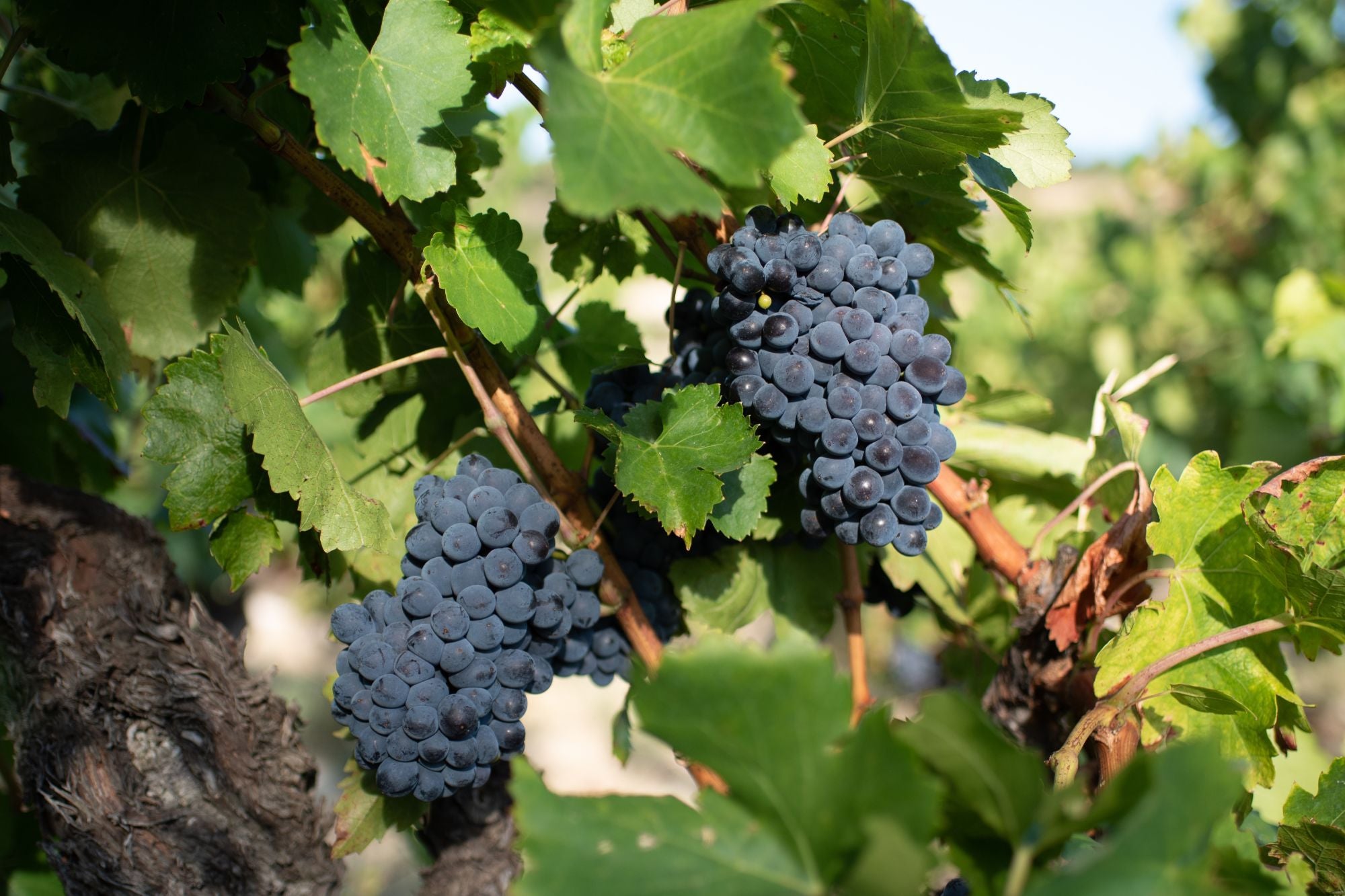 Weinreben bei Séguret